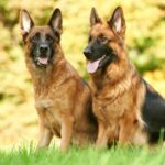 how-to-take-care-of-a-german-shepherd