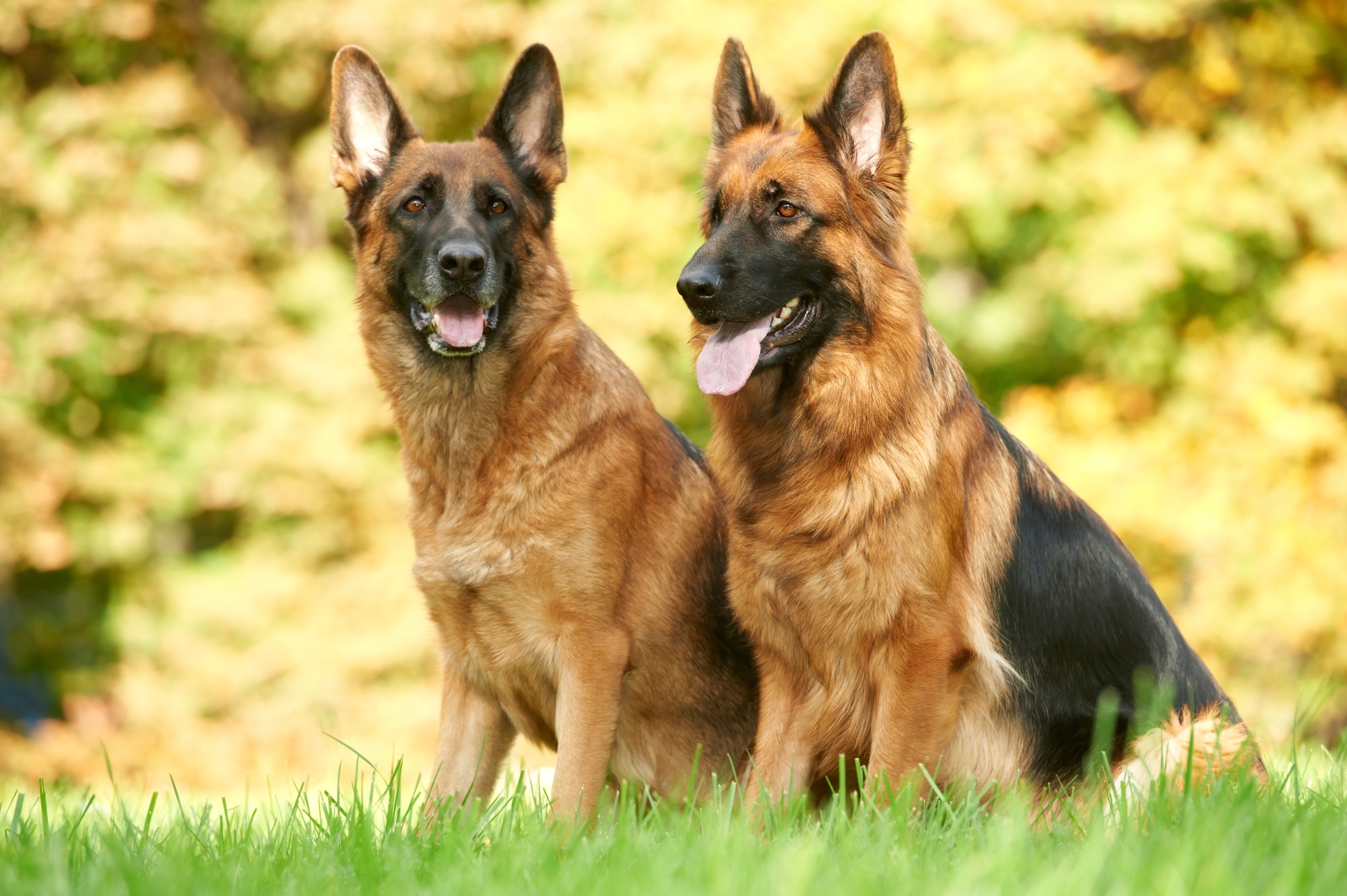 how-to-take-care-of-a-german-shepherd