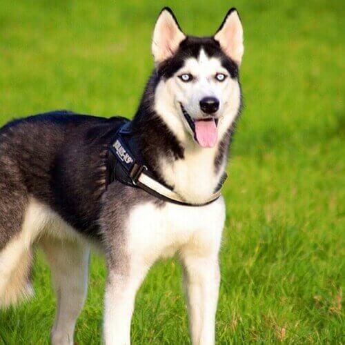 how-to-take-care-of-siberian-husky