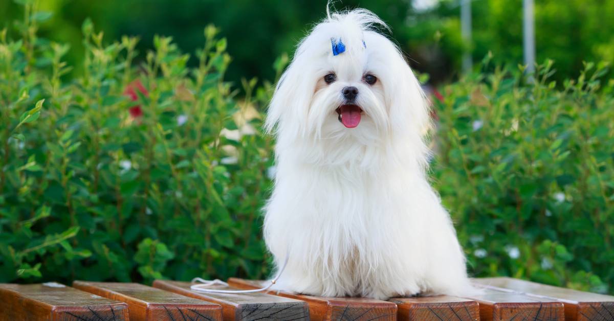 how-to-take-care-of-a-maltese-dog