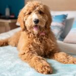 how-to-take-care-of-goldendoodle-dog