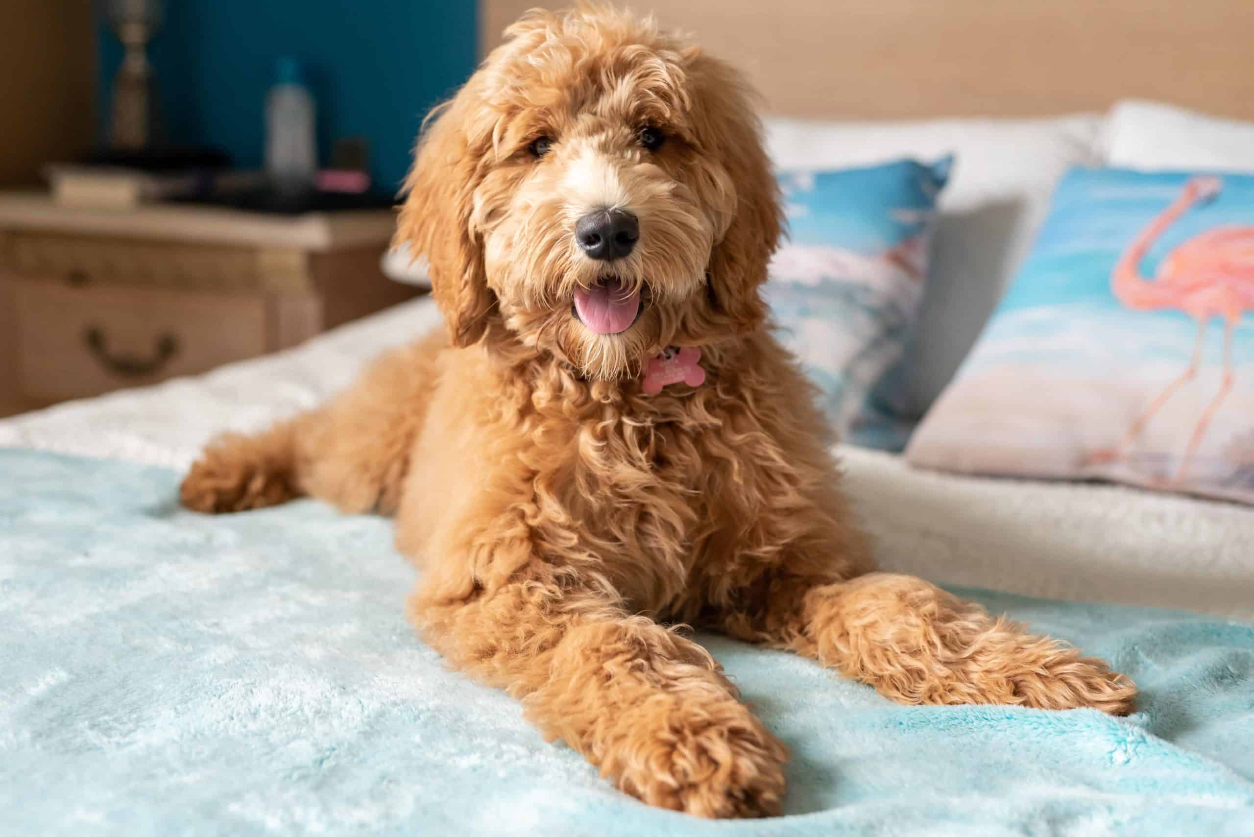 how-to-take-care-of-goldendoodle-dog