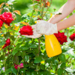 how-to-take-care-of-rose-plant