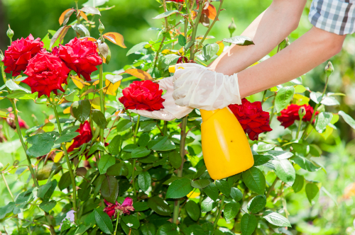 how-to-take-care-of-rose-plant