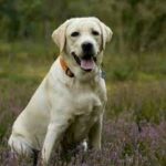 how-to-take-care-of-a-labrador-retriever-dog