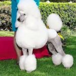 how-to-take-care-of-a-poodle-dog