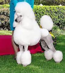 how-to-take-care-of-a-poodle-dog