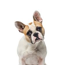 how-to-take-care-of-french-bulldog