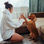 how-to-take-care-of-dogs-at-home