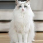 how-to-take-care-of-a-ragdoll-cat